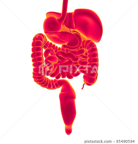 Human Digestive System Anatomy For Medical Concept 3D Rendering Human Digestive System Anatomy For Medical Concept 3D Rendering 85490594