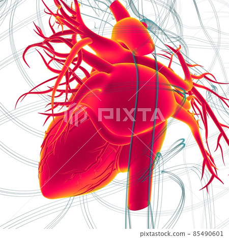 Human Heart Anatomy For Medical Concept 3D Rendering 85490601