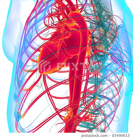 Human Heart With Circulatory System Anatomy For Medical Concept 3D Human Heart With Circulatory System Anatomy For Medical Concept 3D 85490615