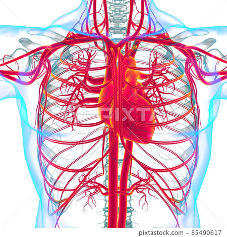 Human Heart With Circulatory System Anatomy For Medical Concept 3D 85490617