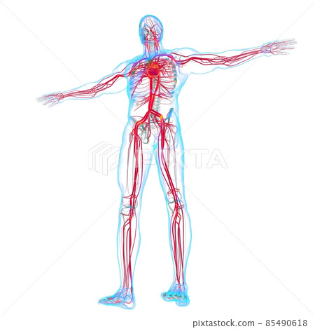 Human Heart With Circulatory System Anatomy For Medical Concept 3D 85490618