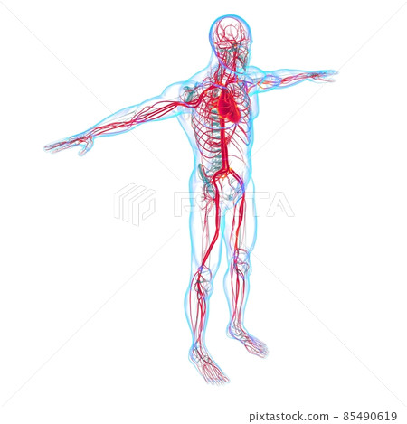 Human Heart With Circulatory System Anatomy For Medical Concept 3D Human Heart With Circulatory System Anatomy For Medical Concept 3D 85490619