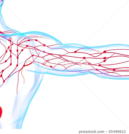 Human Lymph Nodes Anatomy For Medical Concept 3D Rendering 85490622
