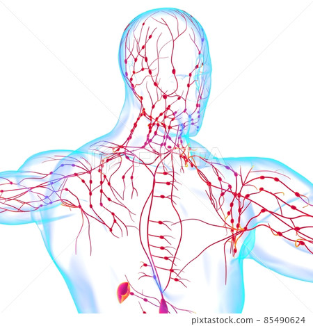 Human Lymph Nodes Anatomy For Medical Concept 3D Rendering 85490624