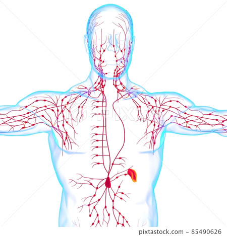 Human Lymph Nodes Anatomy For Medical Concept 3D Rendering Human Lymph Nodes Anatomy For Medical Concept 3D Rendering 85490626