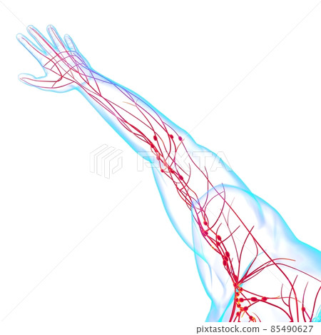 Human Lymph Nodes Anatomy For Medical Concept 3D Rendering 85490627