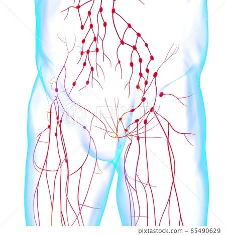 Human Lymph Nodes Anatomy For Medical Concept 3D Rendering 85490629