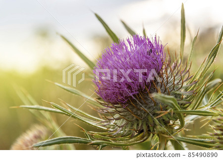 Onopordum acanthium in bloom. Onopordum acanthium in bloom. 85490890