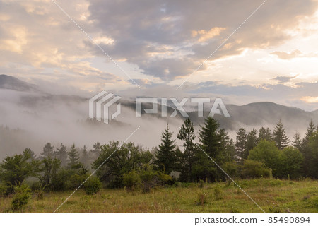 Fog in the forest. 85490894