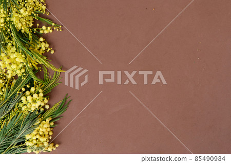 Mimosa fresh flowers Mimosa fresh flowers 85490984