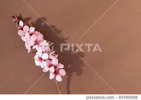 almond tree bloom 85490986