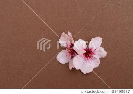 almond tree bloom 85490987
