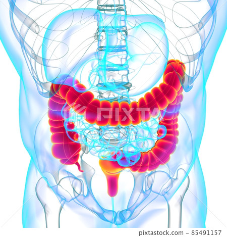 Large Intestine 3D Illustration Human Digestive System Anatomy 85491157