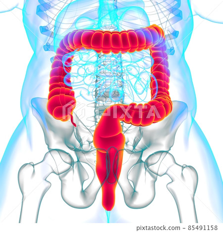Large Intestine 3D Illustration Human Digestive System Anatomy 85491158