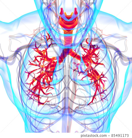 Lungs Human Respiratory System Anatomy For Medical Concept 3D Rendering Lungs Human Respiratory System Anatomy For Medical Concept 3D Rendering 85491173