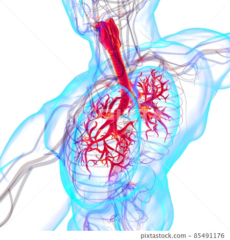 Lungs Human Respiratory System Anatomy For Medical Concept 3D Rendering Lungs Human Respiratory System Anatomy For Medical Concept 3D Rendering 85491176