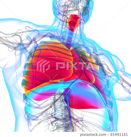 Lungs Human Respiratory System Anatomy For Medical Concept 3D Rendering 85491181