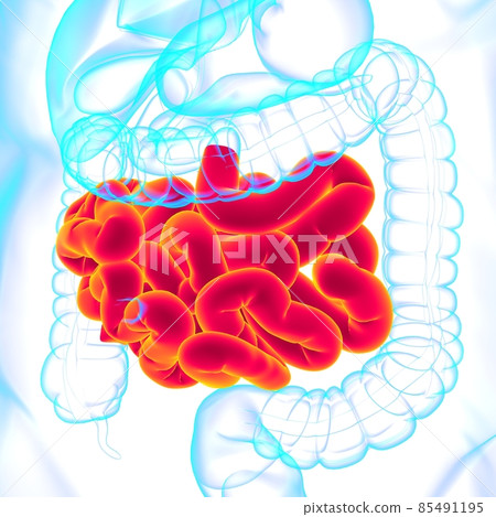 Small Intestine 3D Illustration Human Digestive System Anatomy Small Intestine 3D Illustration Human Digestive System Anatomy 85491195