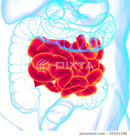 Small Intestine 3D Illustration Human Digestive System Anatomy Small Intestine 3D Illustration Human Digestive System Anatomy 85491196