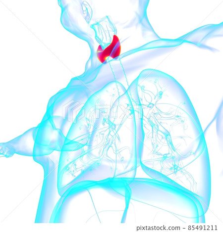 Thyroid Gland Anatomy For Medical Concept 3D 85491211