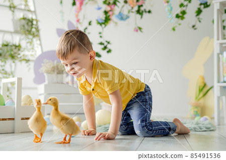 Little boy follows fluffy ducklings in Easter studio decoration. Easter for children. Happy Easter  85491536
