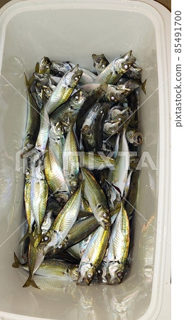 魚，竹莢魚，烹飪過程，烹飪 85491700
