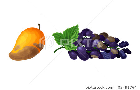 Decomposed Stinky Rotten Fruit with Mango and Grapes Having Bad Spots Vector Set Decomposed Stinky Rotten Fruit with Mango and Grapes Having Bad Spots Vector Set 85491764