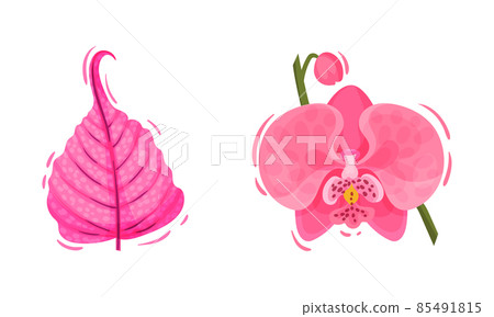 Bright Pink Tropical Flower with Orchid and Leaf Vector Set 85491815