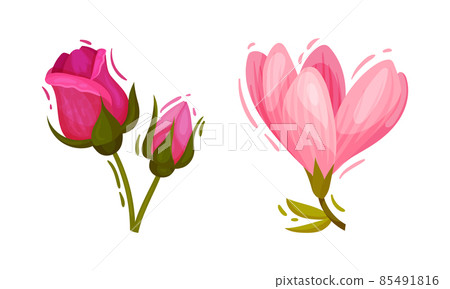 Bright Pink Flower with Rose and Crocus Vector Set Bright Pink Flower with Rose and Crocus Vector Set 85491816