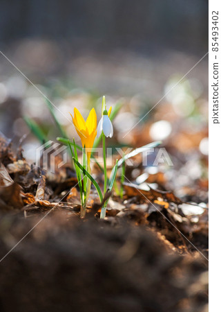 Sprouting crocus in a spring forest - selective focus, copy space Sprouting crocus in a spring forest - selective focus, copy space 85493402