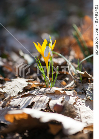 Sprouting crocus in a spring forest - selective focus, copy space Sprouting crocus in a spring forest - selective focus, copy space 85493403