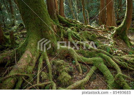Aokigahara Jukai Trees, in a mysterious forest Aokigahara Jukai Trees, in a mysterious forest 85493683
