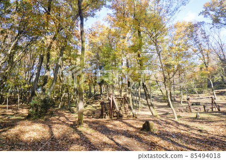 Sayama Hills in autumn colors: Sayama green space forest on a sunny day Sayama Hills in autumn colors: Sayama green space forest on a sunny day 85494018