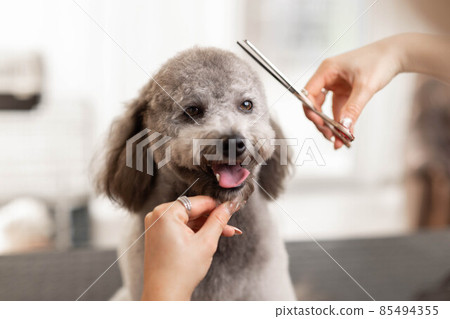Pretty, blonde dog groomer lady trims purebred poodle puppy. 85494355