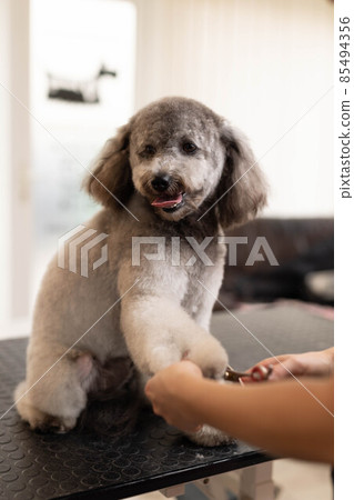 Pretty, blonde dog groomer lady trims purebred poodle puppy. 85494356