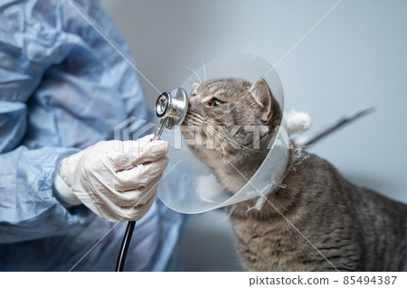 Veterinary and medicine theme for pets. An unrecognizable doctor examines a gray Scottish Straight cat wearing a protective collar after an operation on a table in an animal healthcare clinic 85494387