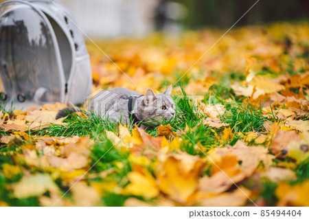 Domestic gray cat in a harness and a leash next to a transparent backpack carrying for pets in the autumn park in yellow leaves. Nature walk theme with a pet in a backpack with a porthole 85494404