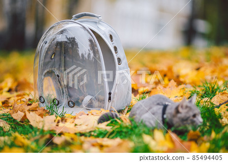 Gray cat in a transparent backpack carrying in autumn park in yellow leaves. Traveling with pets concept. Animal care, pets theme. Cute cat travels in capsule. Cat with leash with porthole carrying 85494405