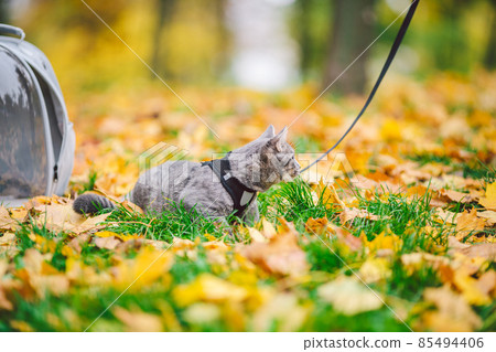 Gray cat in backpack with porthole in yellow leaves. Domestic cat looks out window of transparent backpack in fall in forest. Backpack for carrying animals. Pet friendly concept. Autumn season Gray cat in backpack with porthole in yellow leaves. Domestic cat looks out window of transparent backpack in fall in forest. Backpack for carrying animals. Pet friendly concept. Autumn season 85494406