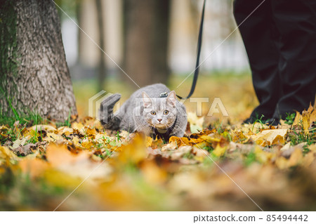 Adventures of a gray cat on a leash and his male owner in yellow leaves in the forest. Legs of a cat owner and a pet in a sled on a walk in nature in autumn. Cat wearing harness outdoors 85494442