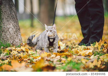 The topic is walking pets in nature. Close-up of leg and a cat on a sled in a park in yellow casts. A man with a cat on a leash in the forest in autumn. Owner of a gray cat in a park in a wooded area The topic is walking pets in nature. Close-up of leg and a cat on a sled in a park in yellow casts. A man with a cat on a leash in the forest in autumn. Owner of a gray cat in a park in a wooded area 85494446