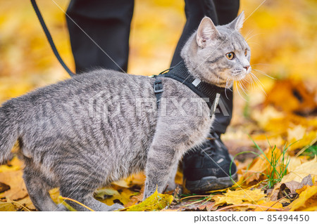 Close-up of the legs of a male owner and a gray cat on a leash in the park in the fall for a walk. Domestic cat in yellow leaves in nature. Cat on a sled in the forest in autumn weather with the host Close-up of the legs of a male owner and a gray cat on a leash in the park in the fall for a walk. Domestic cat in yellow leaves in nature. Cat on a sled in the forest in autumn weather with the host 85494450