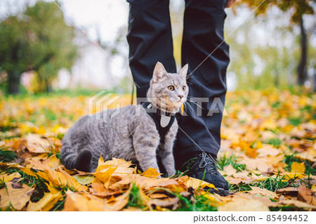 The topic is walking pets in nature. Close-up of leg and a cat on a sled in a park in yellow casts. A man with a cat on a leash in the forest in autumn. Owner of a gray cat in a park in a wooded area The topic is walking pets in nature. Close-up of leg and a cat on a sled in a park in yellow casts. A man with a cat on a leash in the forest in autumn. Owner of a gray cat in a park in a wooded area 85494452