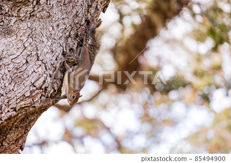 Close up shot of squirrel in the Audubon Park Close up shot of squirrel in the Audubon Park 85494900