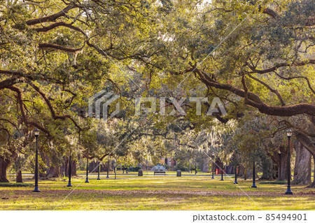 Overcast landsacpe of the Audubon Park Overcast landsacpe of the Audubon Park 85494901