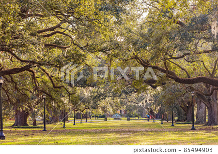 Overcast landsacpe of the Audubon Park Overcast landsacpe of the Audubon Park 85494903