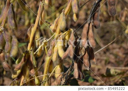 Pre-harvest soybean field Pre-harvest soybean field 85495222