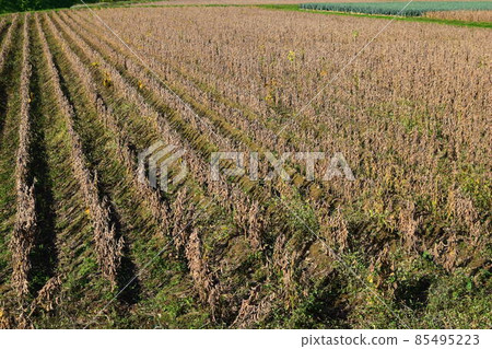 Pre-harvest soybean field Pre-harvest soybean field 85495223