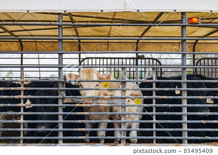 Truck with many farm cows 85495409