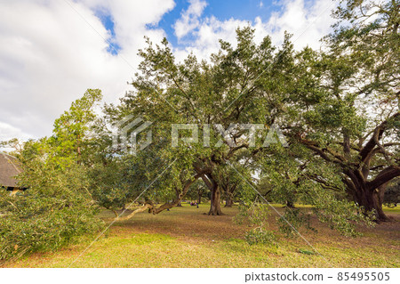 Overcast landsacpe of the Audubon Park Overcast landsacpe of the Audubon Park 85495505